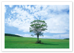 癒し空間プロデュース